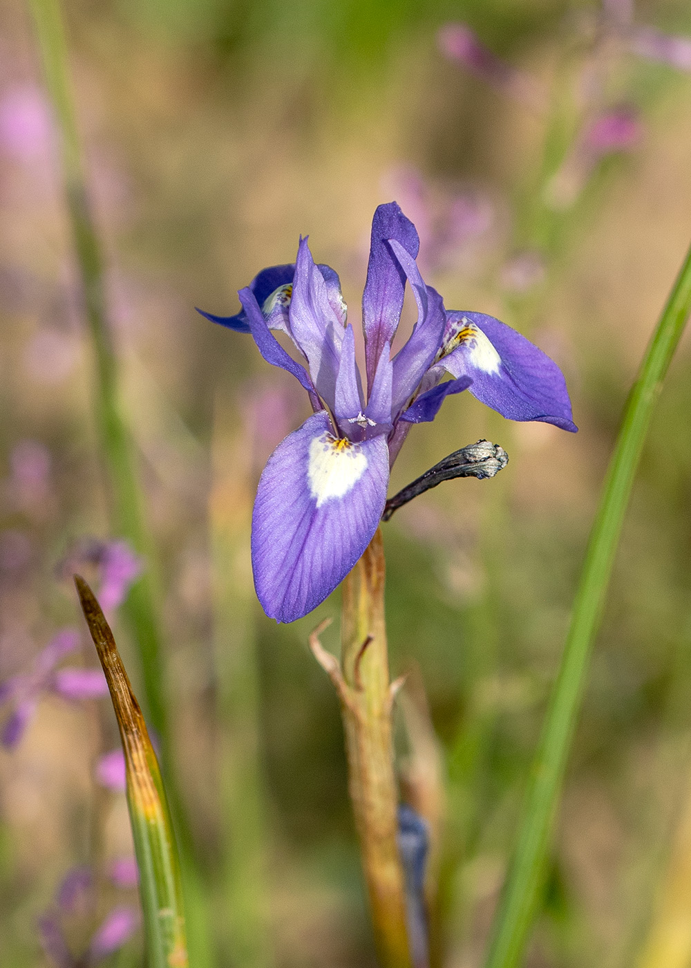 Изображение особи Moraea sisyrinchium.