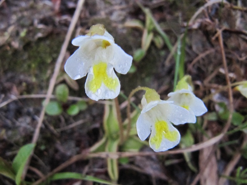 Изображение особи Pinguicula alpina.