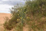 Смотреть изображение род Tragopogon