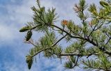 View full-size image Pinus armandii