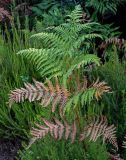 View full-size image Pteridium aquilinum