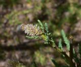 View full-size image Myricaria bracteata