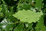 View full-size image genus Quercus