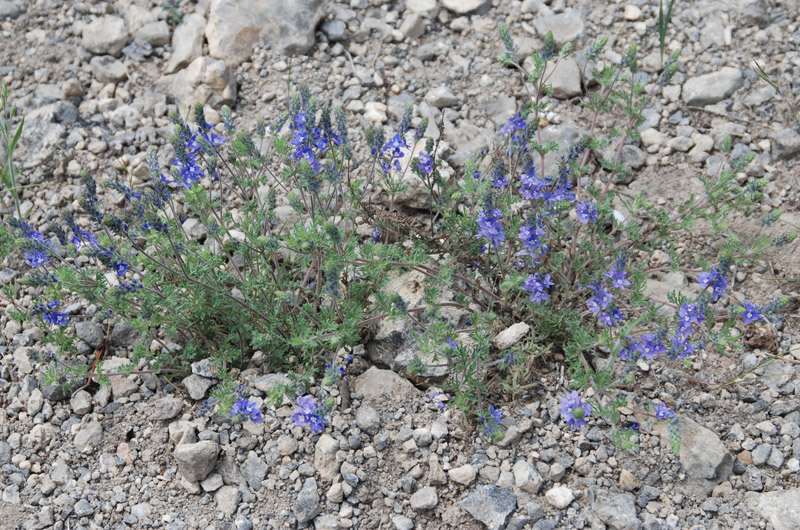 Image of Veronica capsellicarpa specimen.