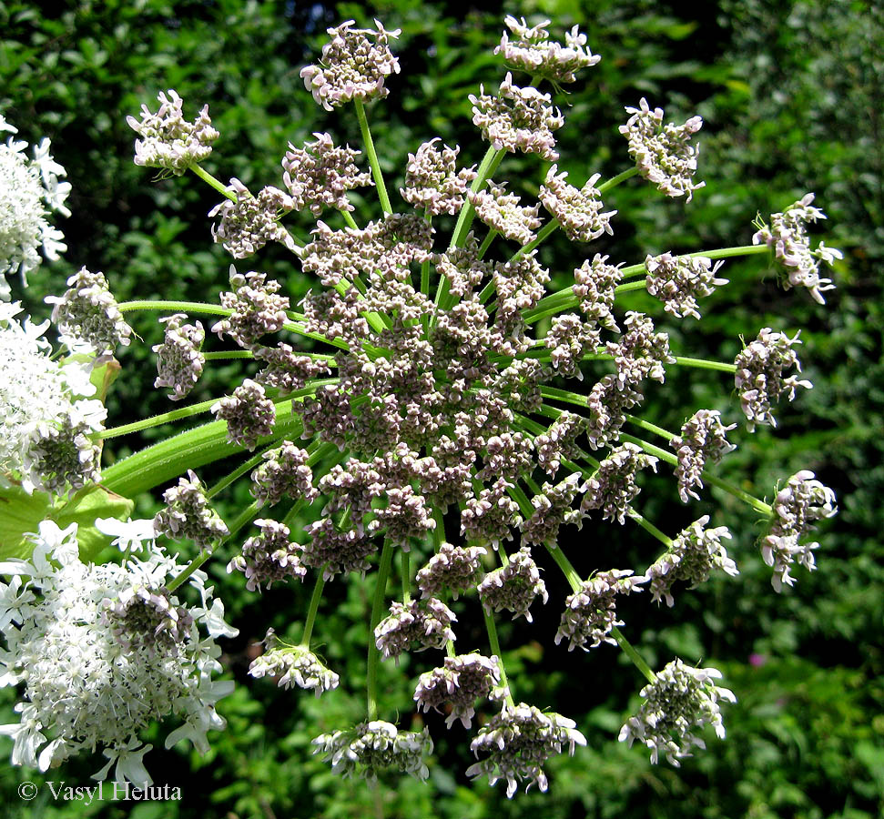 Image of Heracleum mantegazzianum specimen.