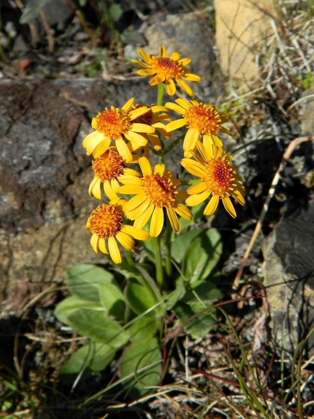 Image of genus Tephroseris specimen.