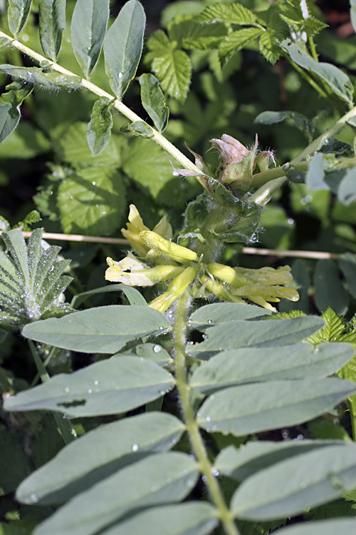 Изображение особи Astragalus sieversianus.