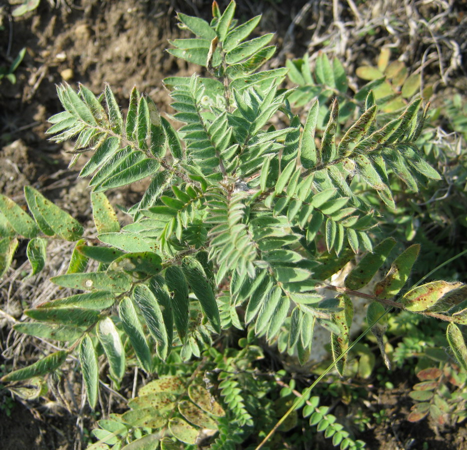 Изображение особи Oxytropis pilosa.