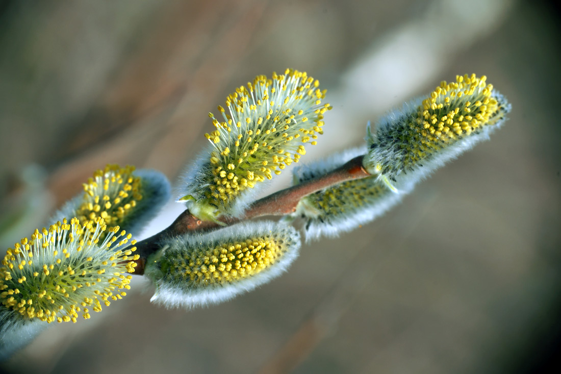 Image of Salix caprea specimen.