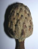 Magnolia grandiflora. Опавший плод. Абхазия, Гудаутский р-н, г. Новый Афон, Иверская гора, личное подворье. 22 июля 2008 г.