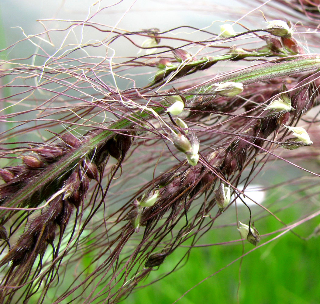 Image of Echinochloa tzvelevii specimen.