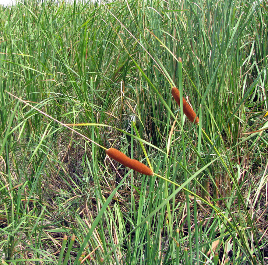 Image of Typha laxmannii specimen.