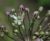 Allium decipiens