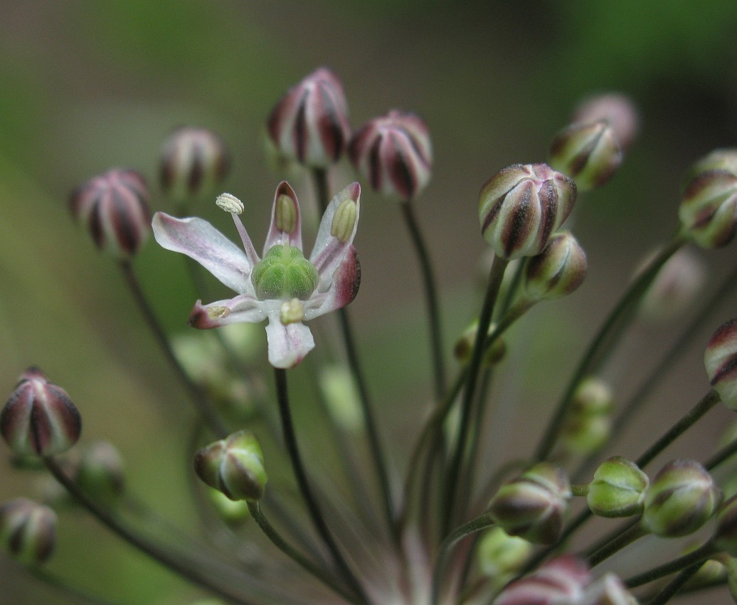 Изображение особи Allium decipiens.