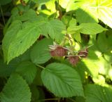 Rubus idaeus. Ветвь с незрелыми плодами. Курская обл., г. Железногорск, пойма р. Погарщина. 11 июля 2007 г.