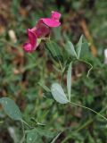 Lathyrus tuberosus