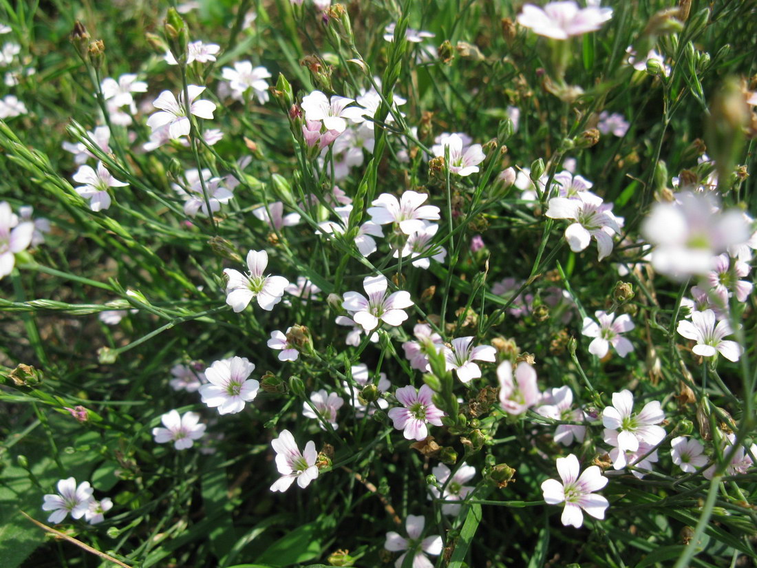 Image of Petrorhagia saxifraga specimen.