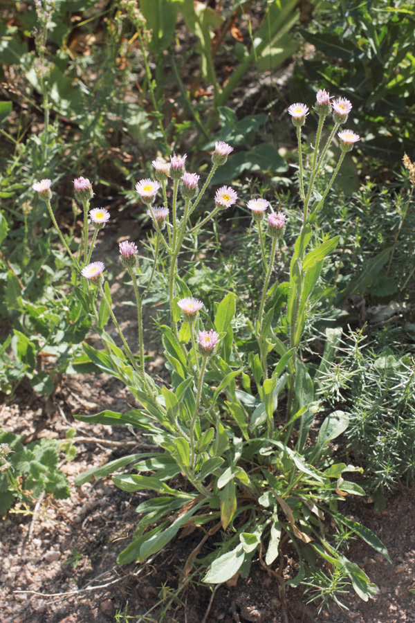 Изображение особи Erigeron pseudoseravschanicus.