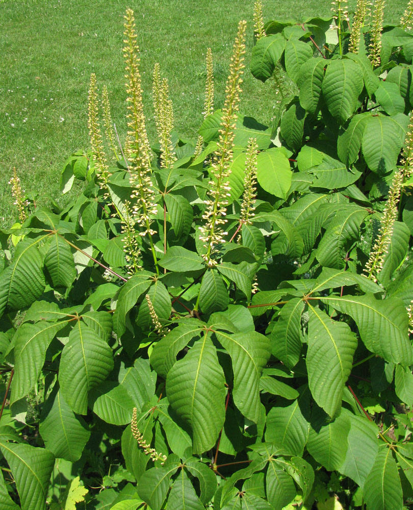 Image of Aesculus parviflora specimen.