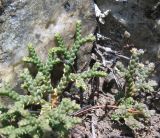 Selaginella sanguinolenta