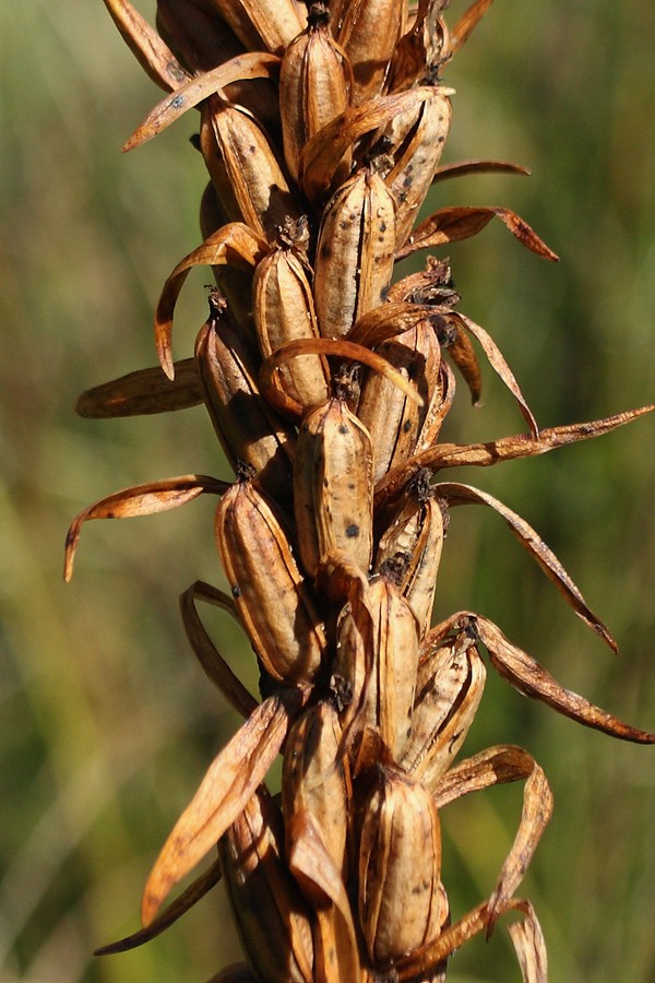 Image of Dactylorhiza incarnata specimen.