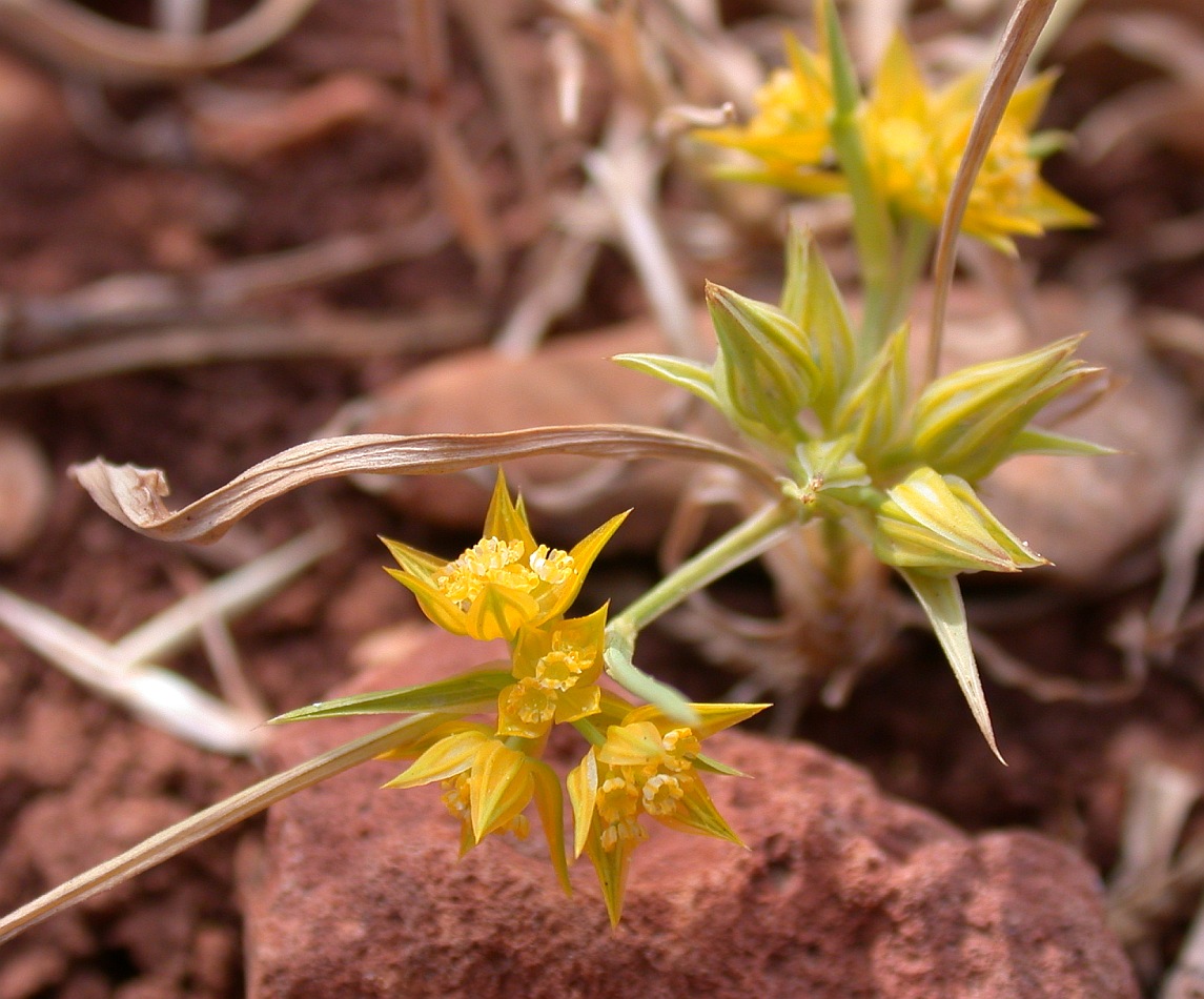 Image of Bupleurum nodiflorum specimen.