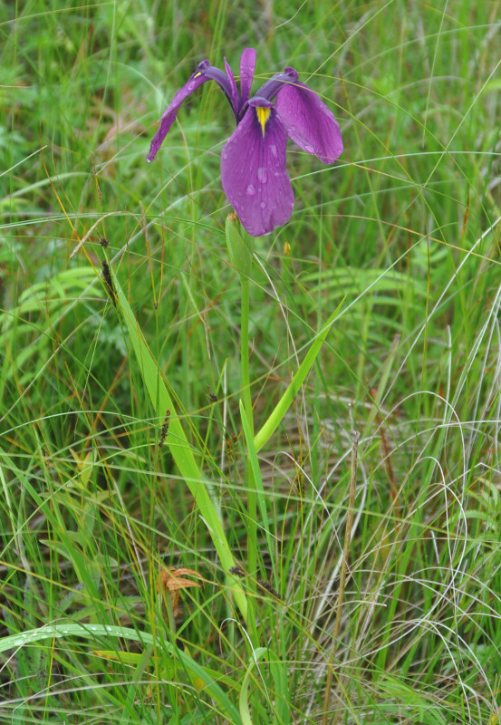 Изображение особи Iris ensata.