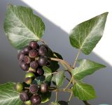 Hedera helix разновидность arborescens. Верхушка побега с соплодиями. Германия, г. Krefeld, у ж.-д. вокзала. 18.02.2013.