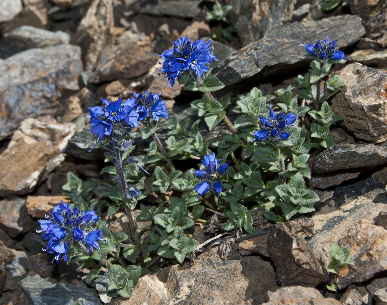 Image of Veronica macrostemon specimen.