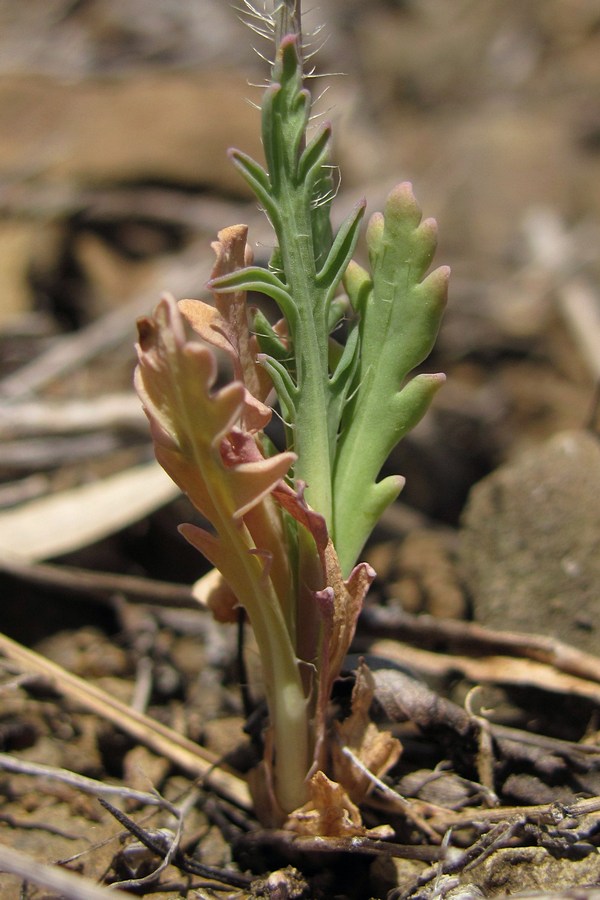 Image of Papaver laevigatum specimen.