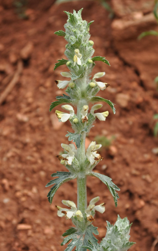 Image of Phlomoides laciniata specimen.