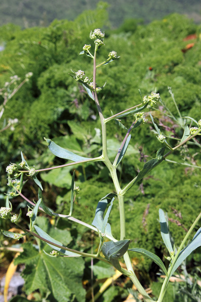 Изображение особи Stroganowia paniculata.