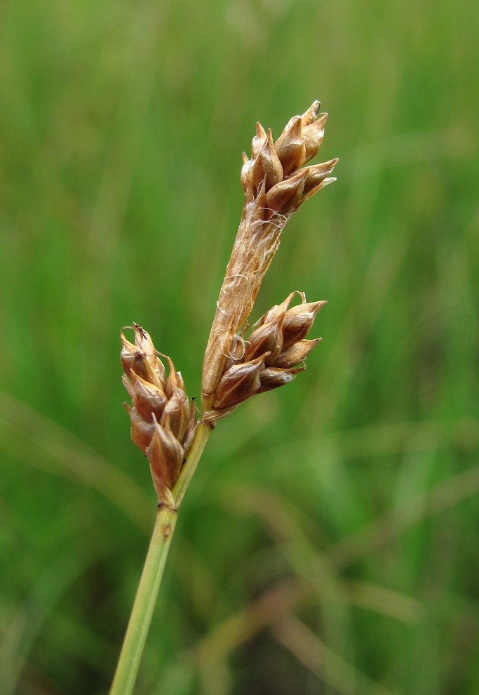 Изображение особи Carex glareosa.