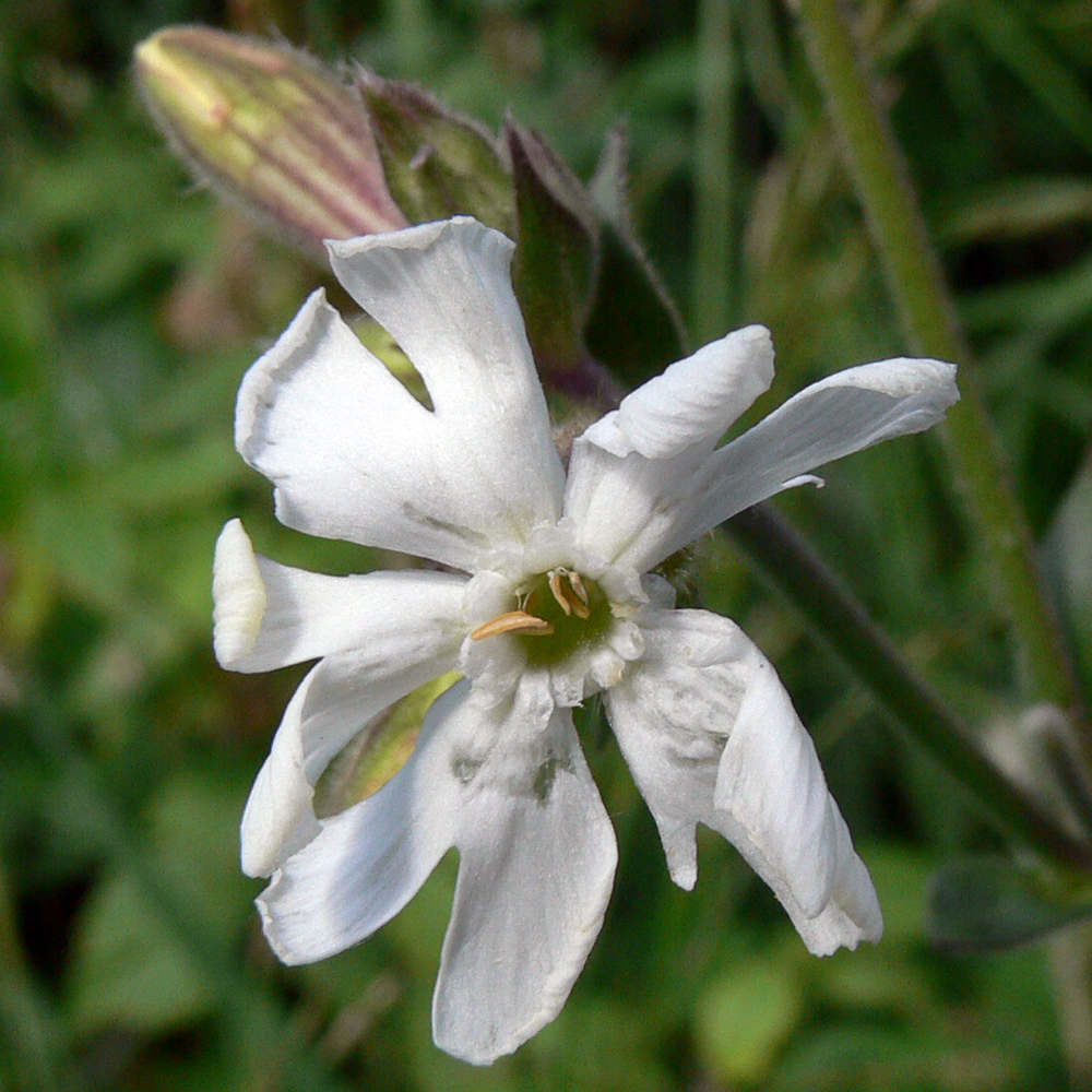 Image of Melandrium album specimen.