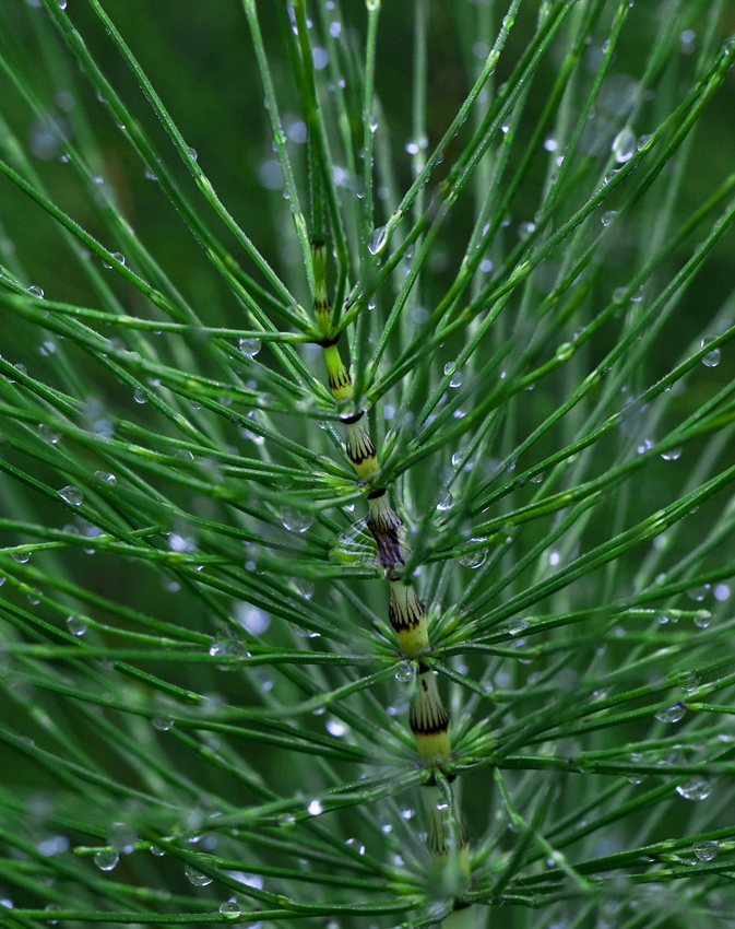 Image of Equisetum telmateia specimen.