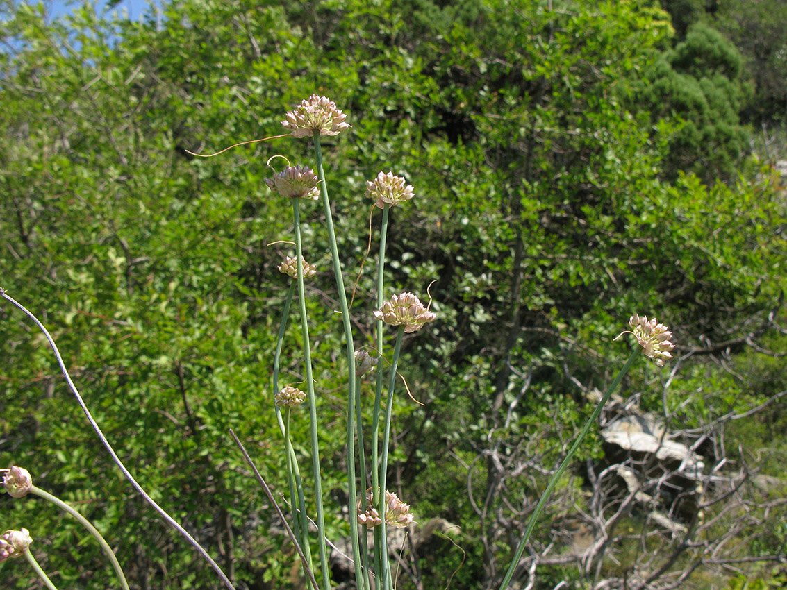 Image of Allium psebaicum specimen.