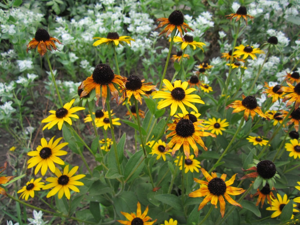 Image of Rudbeckia hirta specimen.