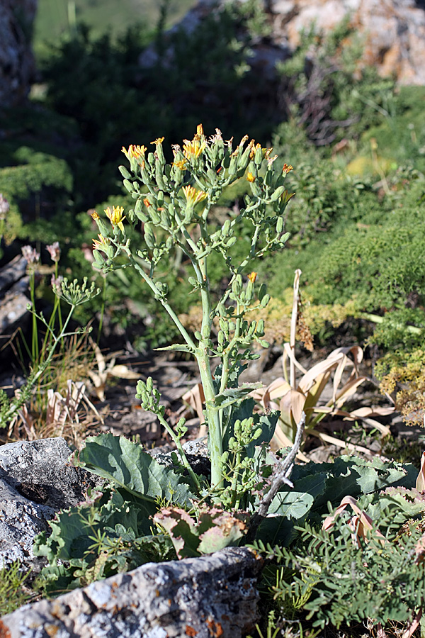 Изображение особи Steptorhamphus crassicaulis.