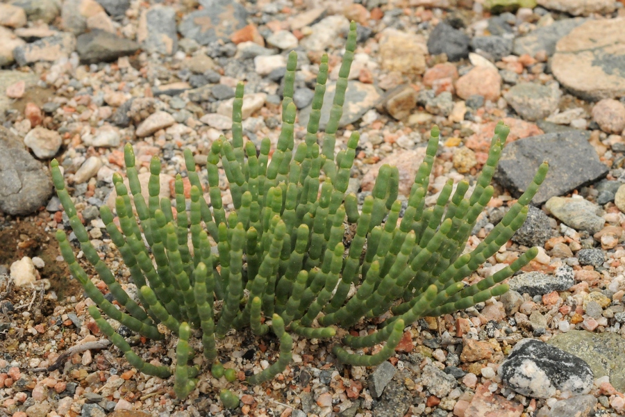 Image of Anabasis tianschanica specimen.