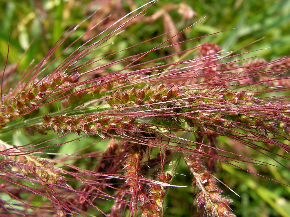 Изображение особи Echinochloa crus-galli.