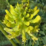 Astragalus ponticus. Соцветие. Украина, г. Кривой Рог, Ботанический сад НАН Украины.