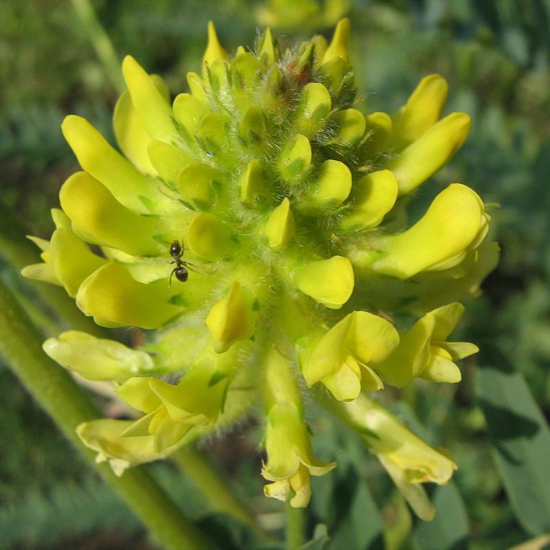 Изображение особи Astragalus ponticus.