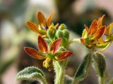 Cleome arabica