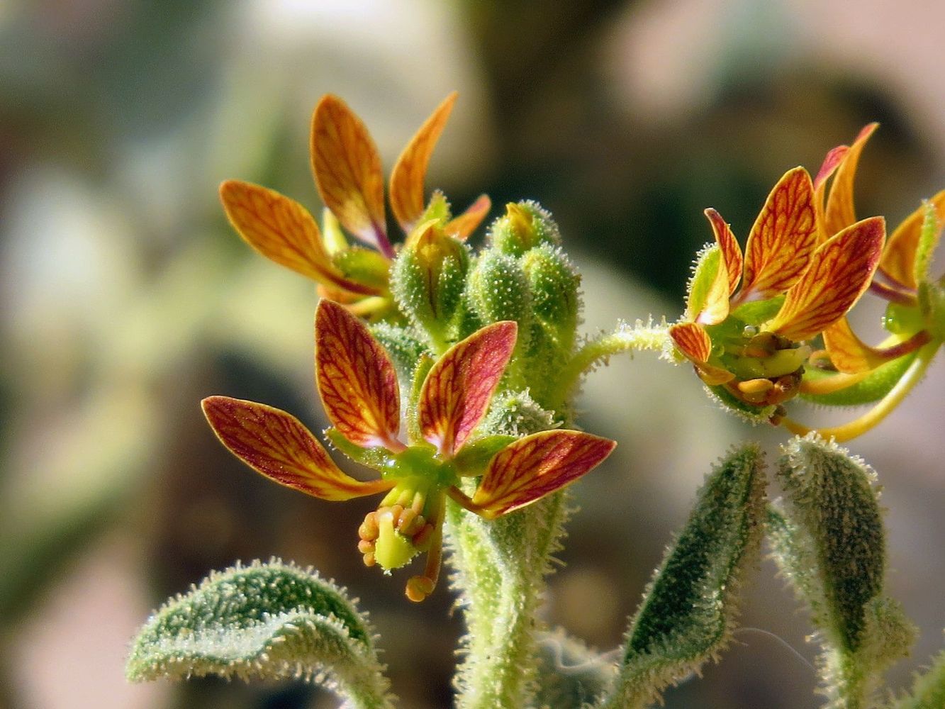 Image of Cleome arabica specimen.