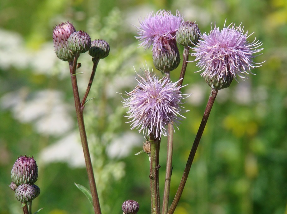 Image of Cirsium setosum specimen.