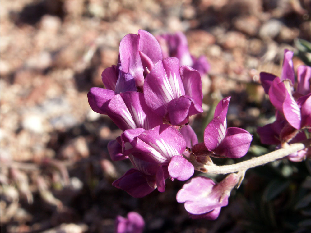 Image of Oxytropis ervicarpa specimen.