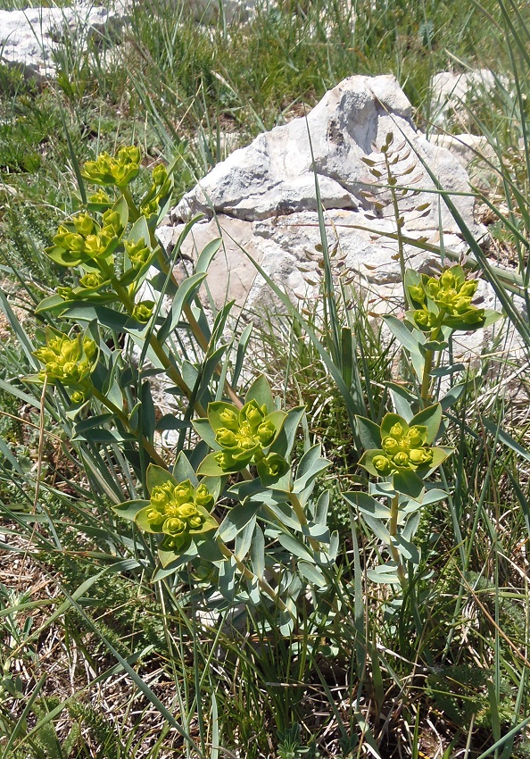 Image of Euphorbia goldei specimen.