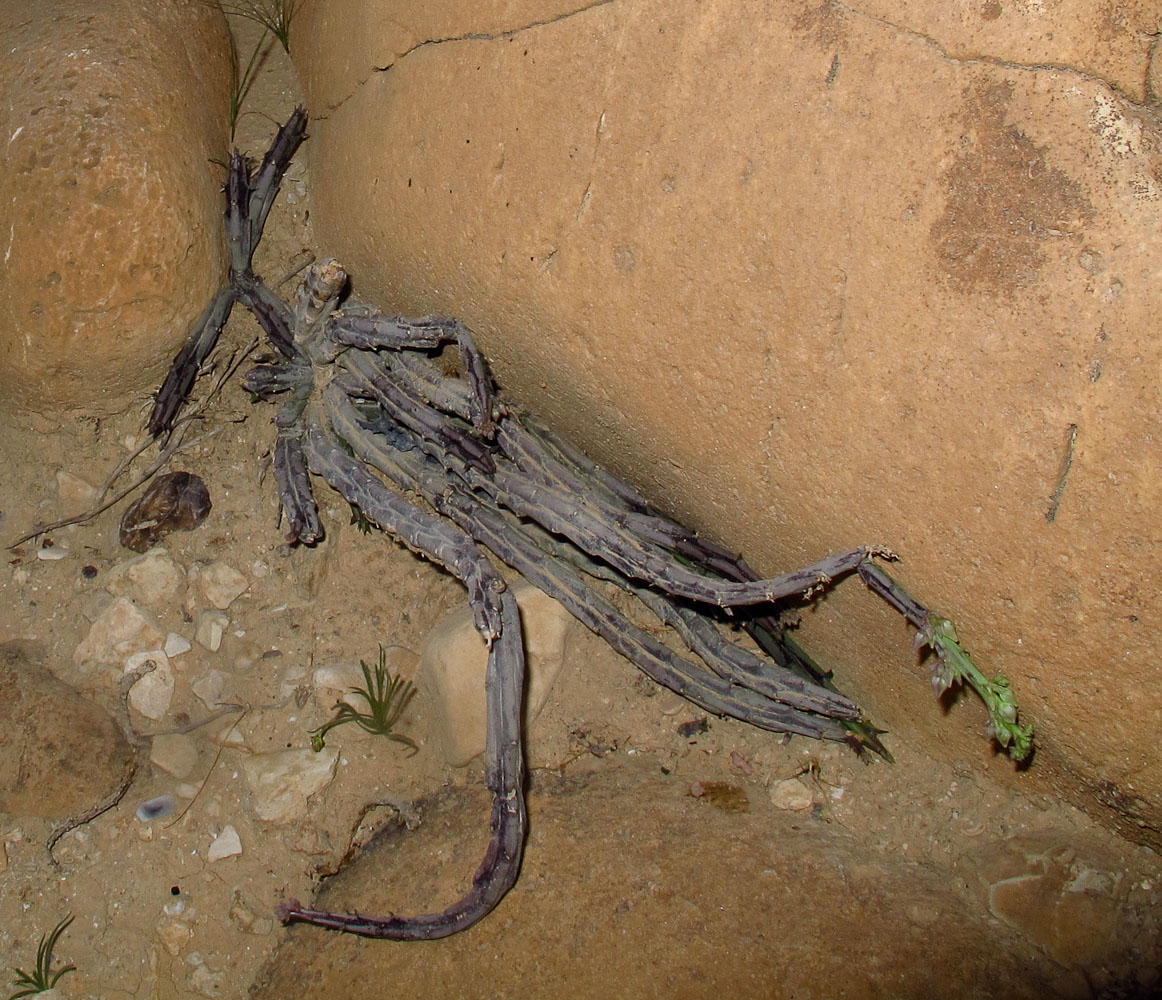 Image of Caralluma sinaica specimen.