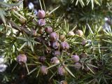 Juniperus deltoides. Часть ветви с шишкоягодами. Крым, окр. Бахчисарая. 19 февраля 2011 г.