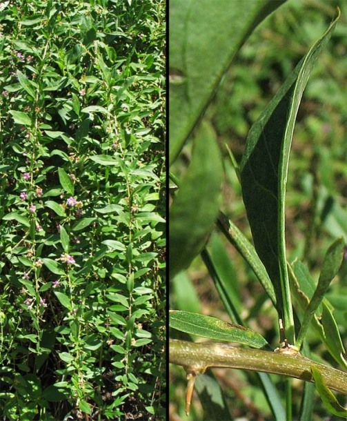 Image of Lycium barbarum specimen.